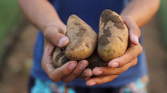 农民和有机产品的土豆视频下载