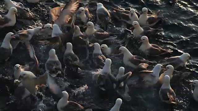 北海管鼻鸟疯狂进食视频素材