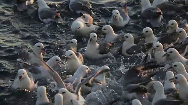 北海管鼻鸟疯狂进食视频下载