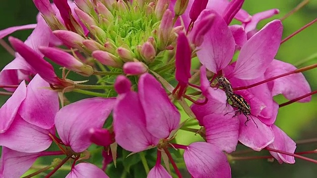 昆虫用鲜花视频下载