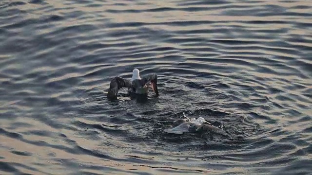 动物行为:北海管鼻藿清洁视频下载