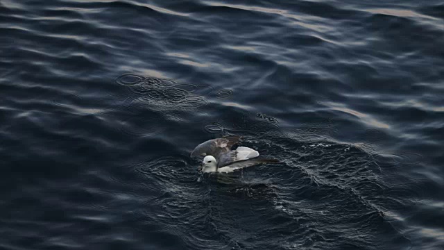 北海的管鼻鸟降落在水面上视频下载