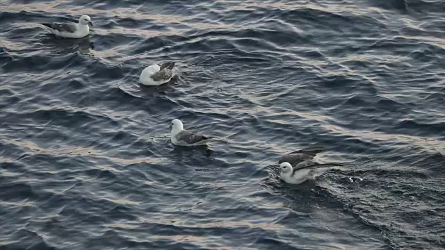 北海的管鼻鸟降落在水面上视频下载