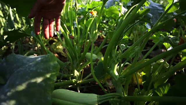 农民手检查蔬菜园南瓜作物，特写视频下载