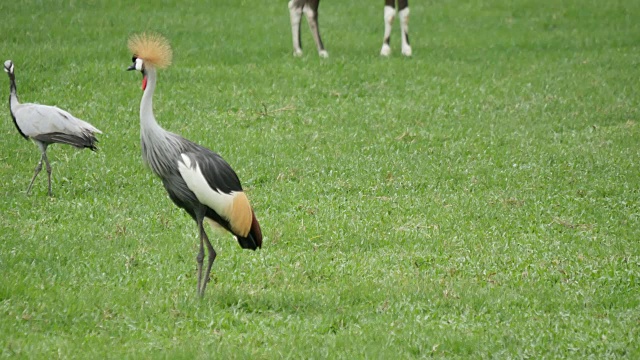 草地上的黑冠鹤视频素材