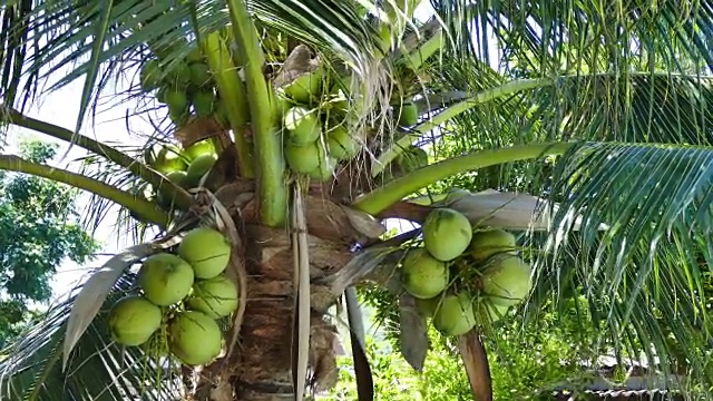 椰子树在多风的海滩上吹着视频素材