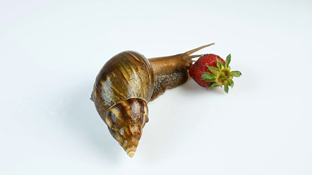 白色背景上的大蜗牛吃着成熟的红草莓。视频下载