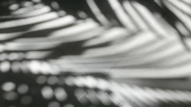 抽象的背景剪影的棕榈树在地板上视频下载