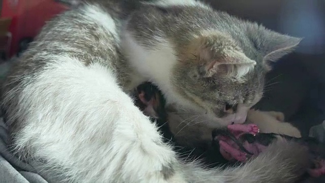 毛绒绒的猫妈妈怀孕分娩和新生的生活方式宝宝小猫喝他们妈妈的母乳。猫产生了这个概念视频下载
