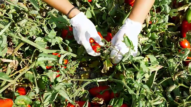 重点关注在意大利南部-卡拉布里亚的罗萨诺采摘西红柿的农民视频素材