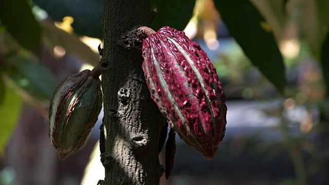 厄瓜多尔树上五颜六色的紫色可可豆荚视频下载