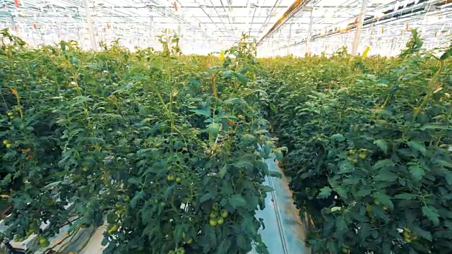 宽敞的暖房，有整齐的西红柿幼苗视频素材
