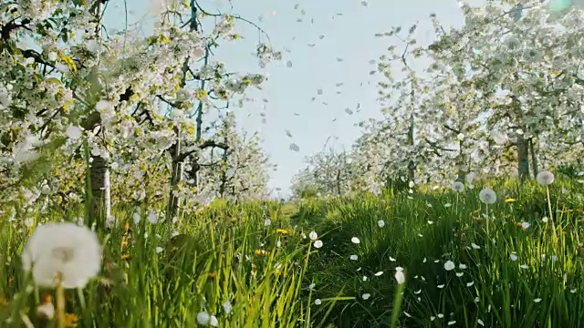慢墨樱花花瓣落树视频素材