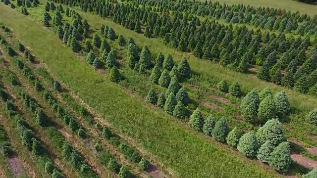 鸟瞰图的松树农场在纽维尔宾夕法尼亚州视频素材
