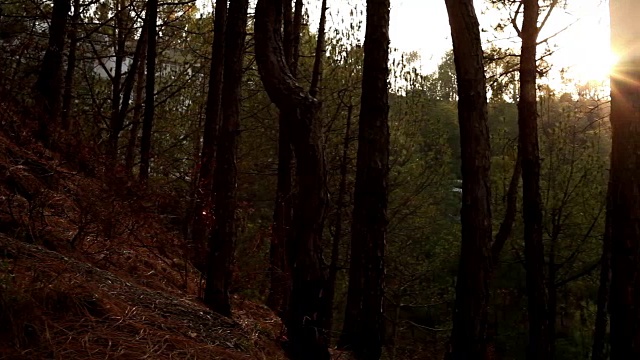 松树间的日落视频素材