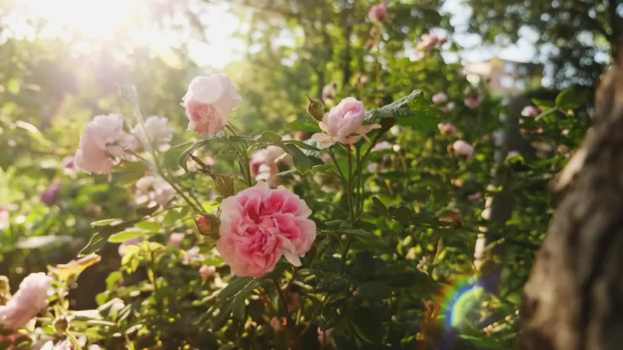 盛开的一丛粉红色玫瑰视频下载