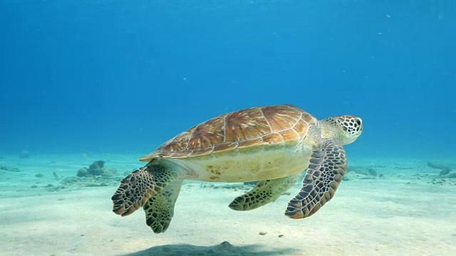 在库拉索岛附近加勒比海珊瑚礁的浅水里的绿海龟视频下载