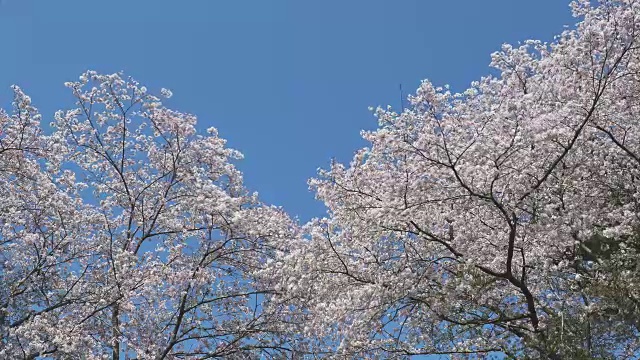樱花在风中摇曳视频素材