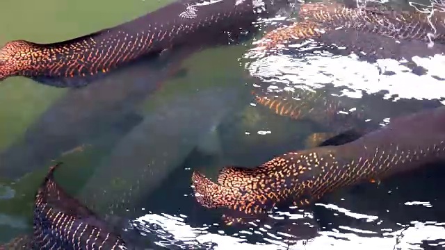 池塘中游弋的巨舌鱼或食人鱼。视频素材