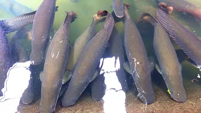 池塘中游弋的巨舌鱼或食人鱼。视频素材