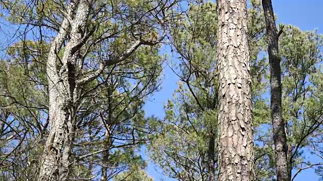 弗吉尼亚的树干和蓝天视频下载