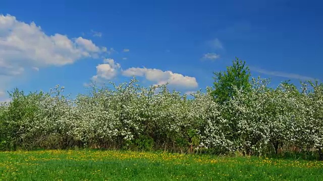 春天果园里开花的苹果树视频素材