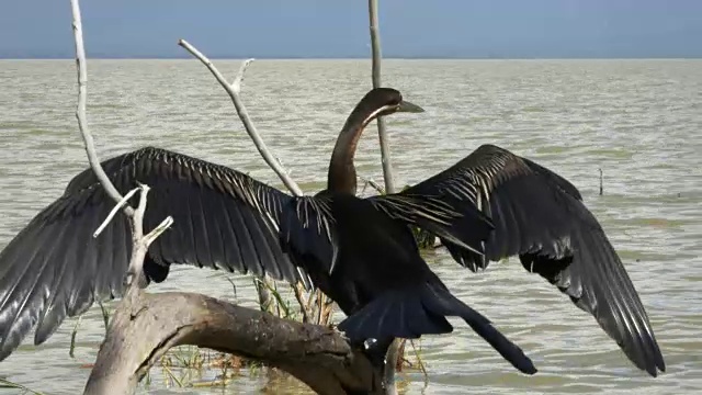 肯尼亚巴林戈湖，非洲飞镖湖正在晾干翅膀视频下载