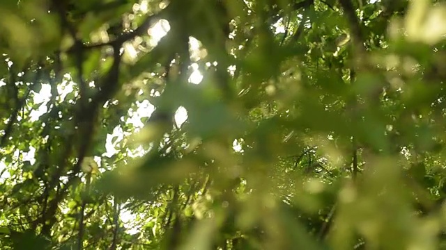 美丽的阳光透过吹在树上的绿叶视频素材