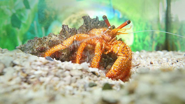 美丽的寄居蟹在吃东西。视频下载