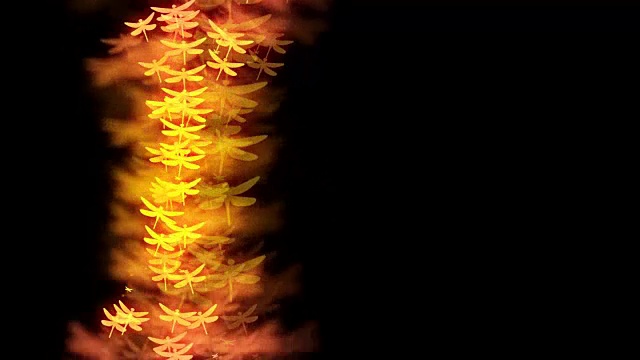 抽象的散景光线在暗背景上以蜻蜓飞行的黄色和粉红色渐变色插图，在正确的复制空间下无缝循环4K动画视频下载
