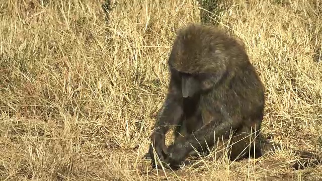 肯尼亚马赛马拉国家公园的一只橄榄狒狒的特写镜头视频下载