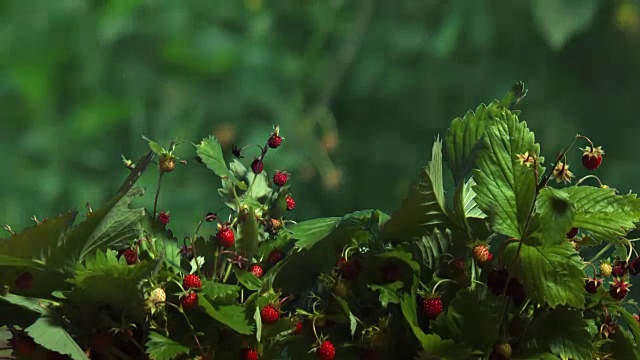 森林里野生草莓的时间流逝视频下载