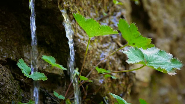 一滴水从一片树叶上落下视频素材