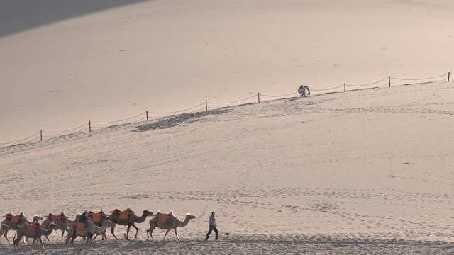 骆驼在戈壁沙漠上行进视频下载