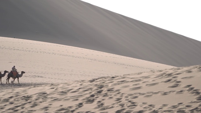 骆驼在戈壁沙漠上行进视频下载