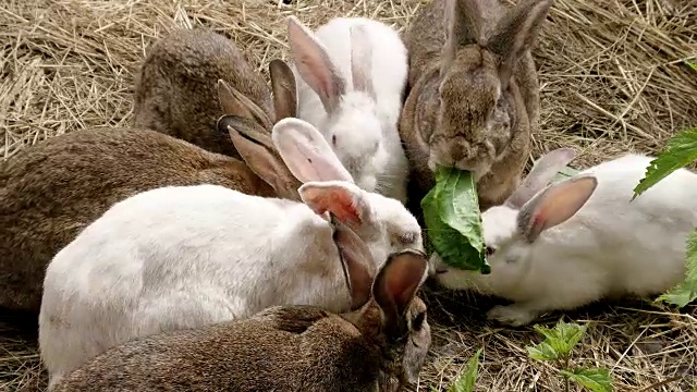 许多兔子吃草视频素材