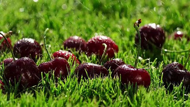成熟的红浆果躺在青草上视频素材