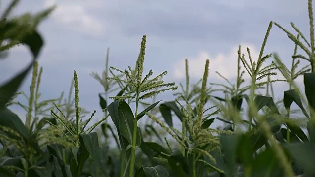 农业视频下载