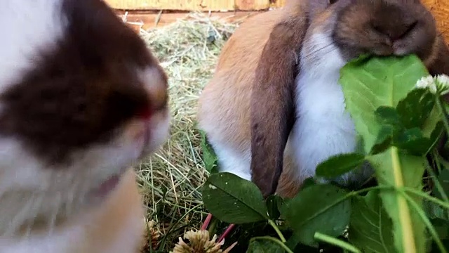 小兔子吃视频下载