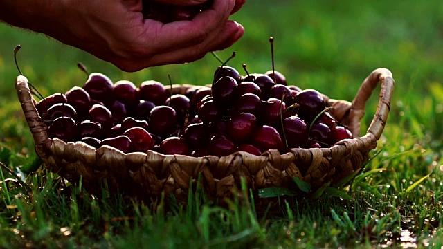 红色樱桃浆果的特写镜头，从篮子里拿起一只手站在绿色的草地上视频素材