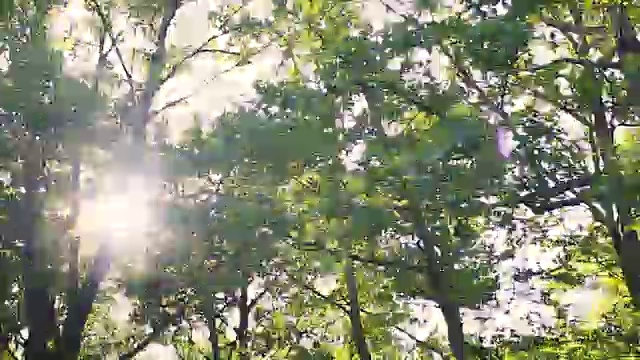 森林和树木透过车窗视频素材