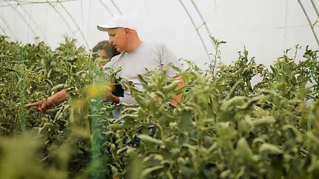 一男一女农夫在温室里检查西红柿视频素材