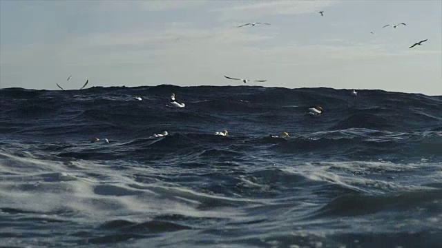 北海的鸟儿跳入海中:疯狂进食视频素材