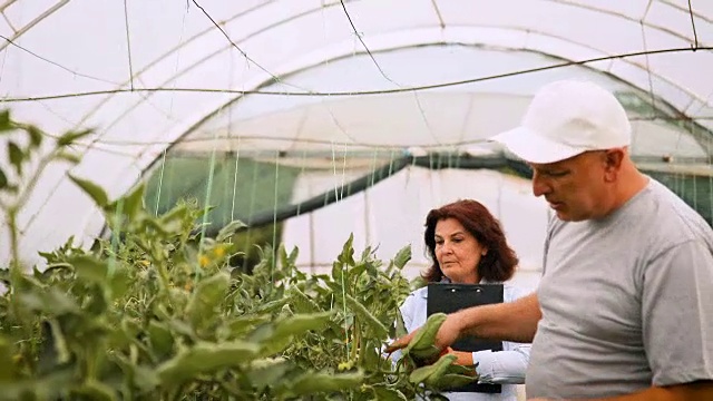 一男一女农夫在温室里检查西红柿视频素材