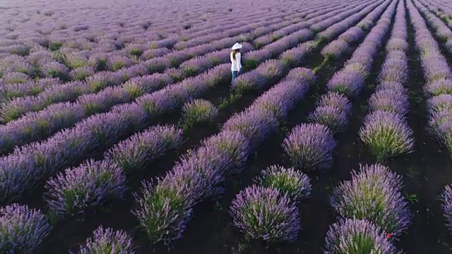 一个农妇走过她的薰衣草田的鸟瞰图。视频下载