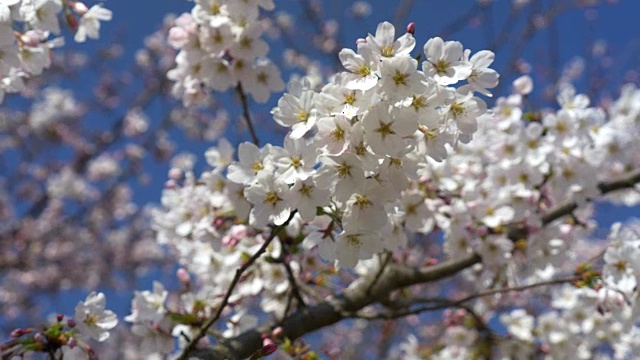 樱花，樱花，在蓝天的背景下盛开。视频素材