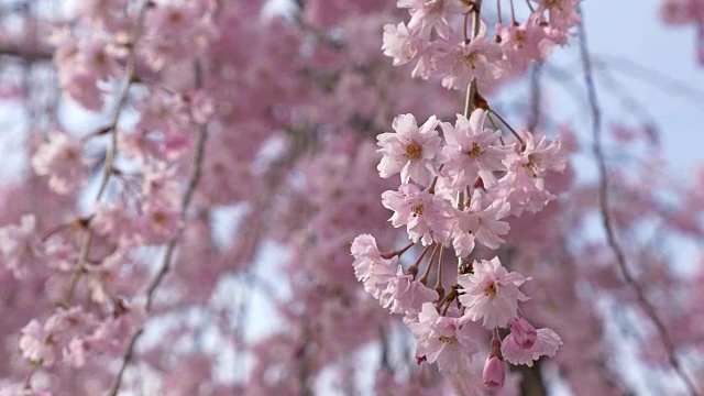樱花，樱花，在蓝天的背景下盛开。视频素材