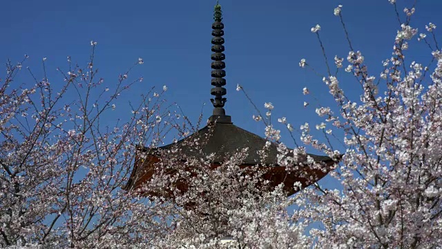 樱花、樱花盛开在公园前的宝塔上以蓝天为背景。视频素材