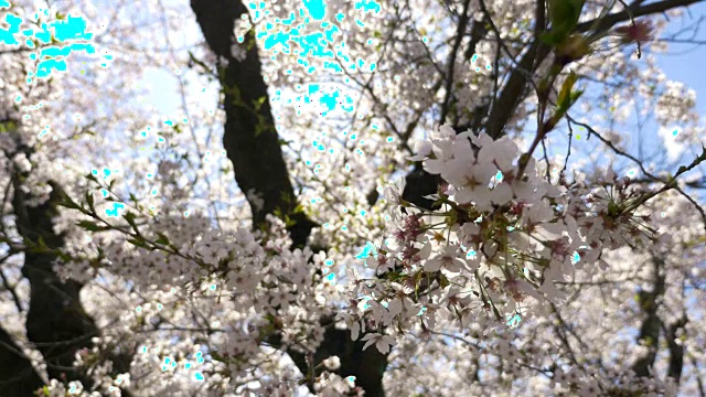 樱花，樱花，在蓝色的天空背景与太阳耀斑盛开。视频素材