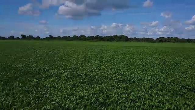 无人机在4K农田绿地上空飞行视频素材